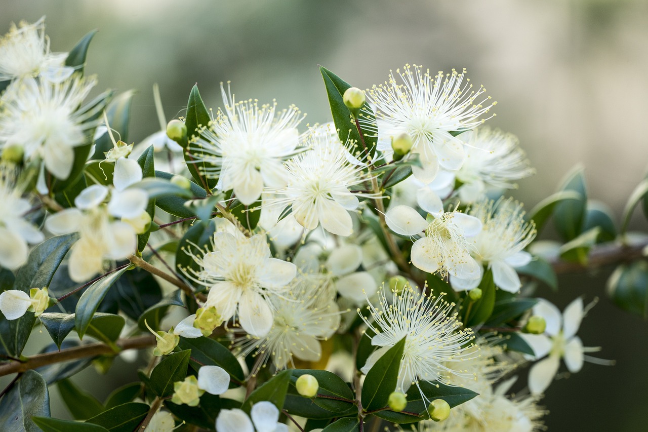 Myrtle plants and flowers