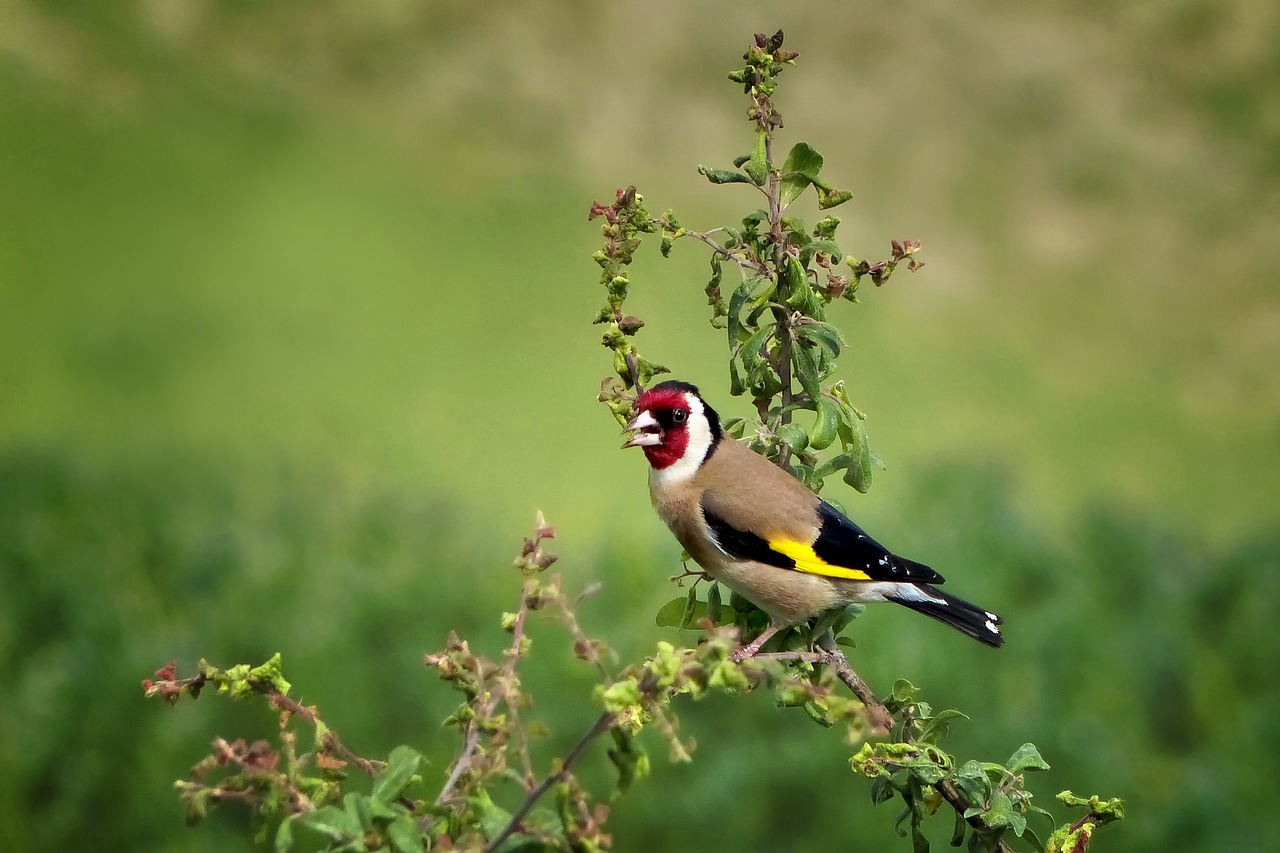 Goldfinch on a brand