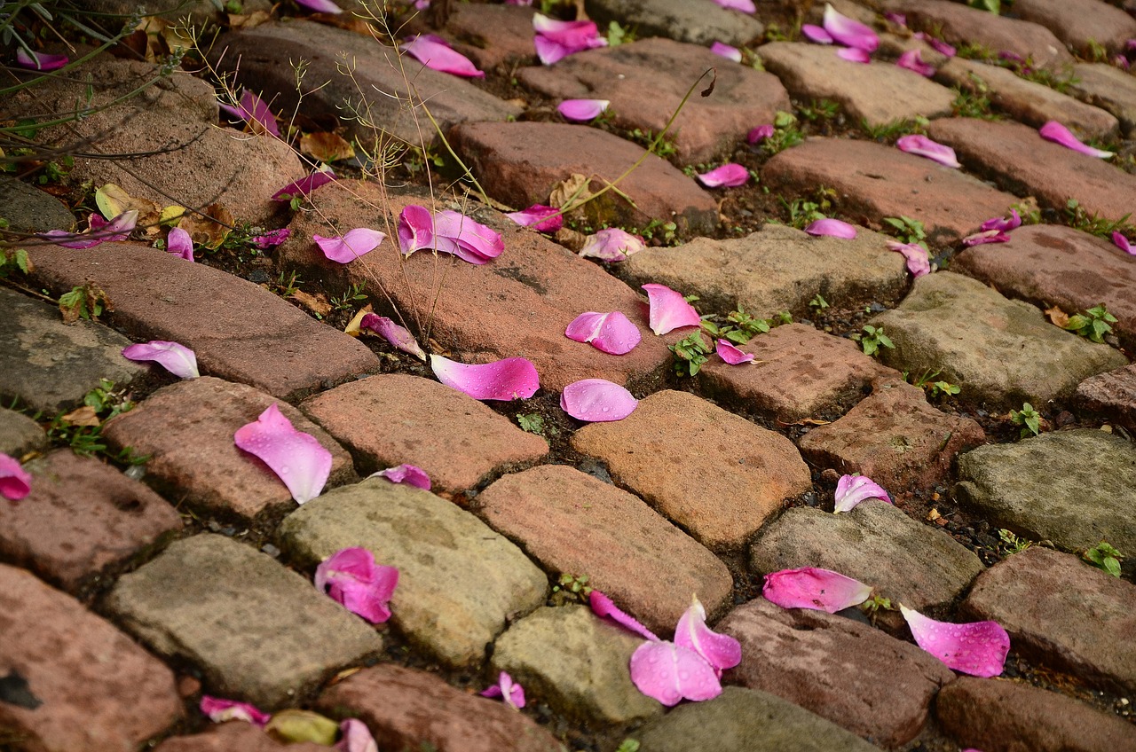 Rose petals on a stone path