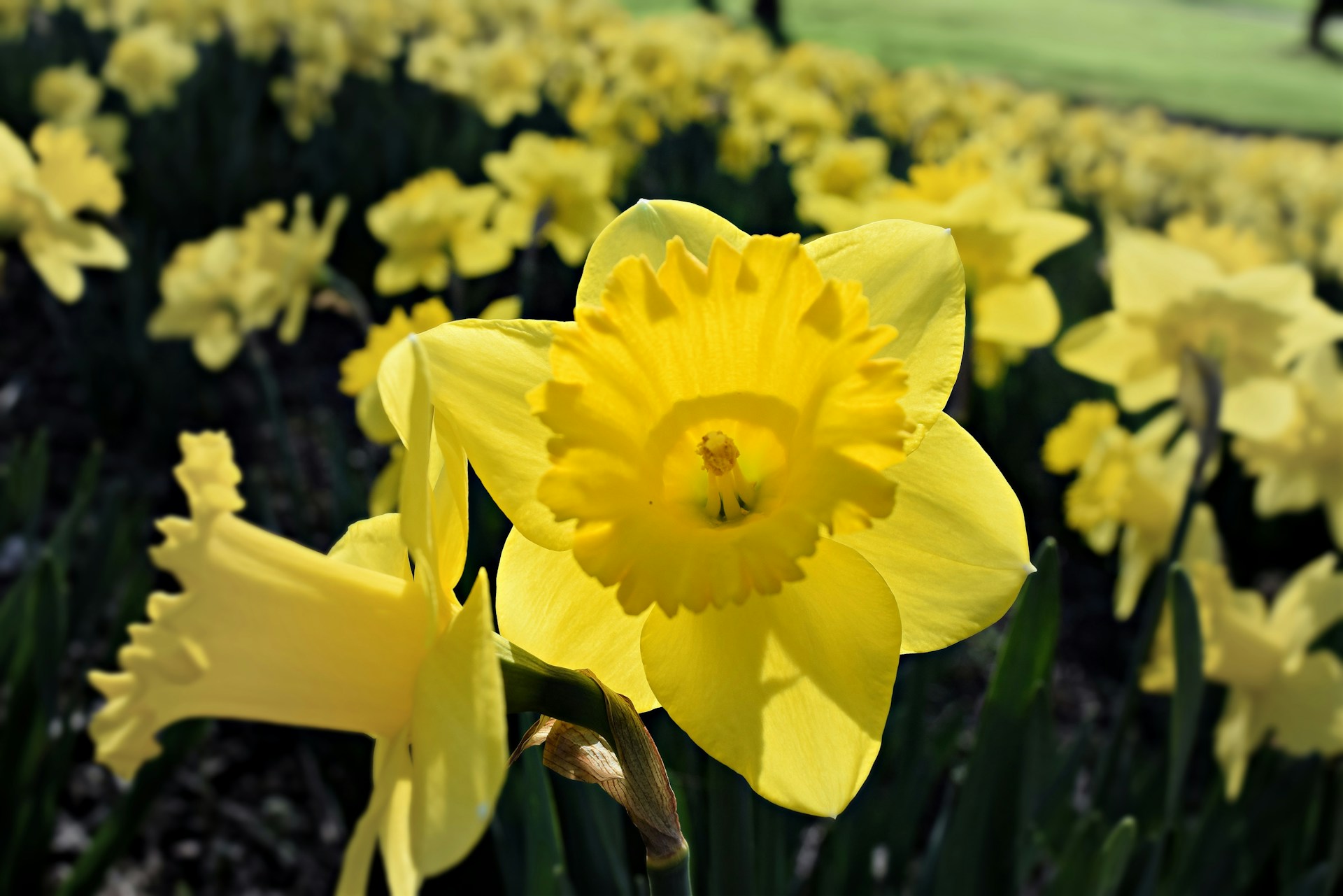 Bed of daffodils