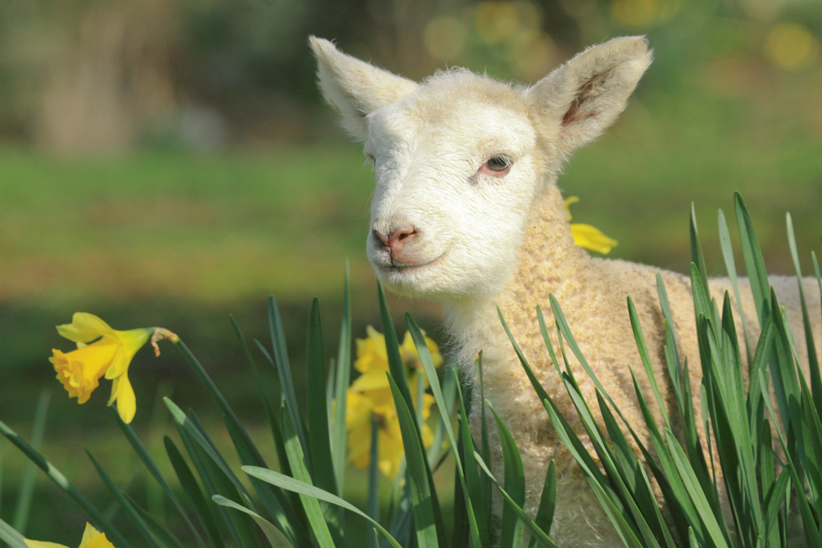 Easter Traditions in Wales - West Wales Holiday Cottages