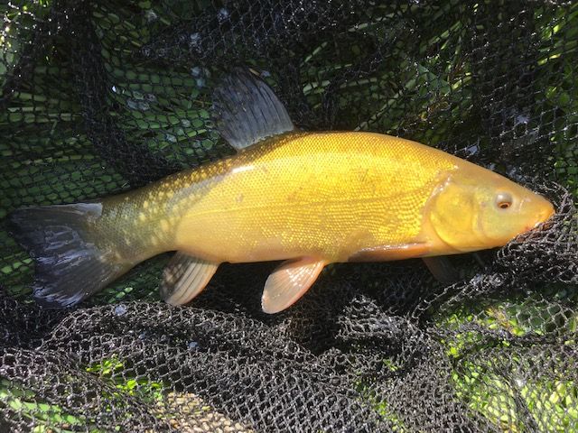 Pembrokeshire Coarse fishing - West Wales Holiday Cottages