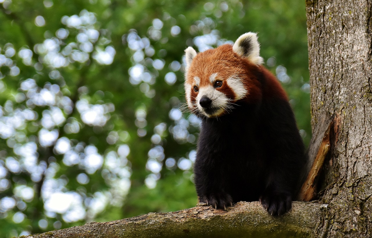 Red panda sat on a tree branch
