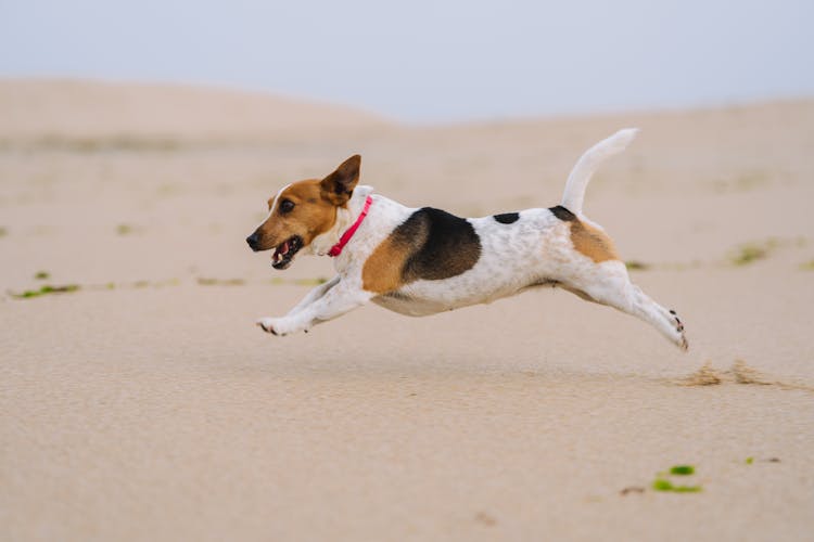 Dog running at the beach