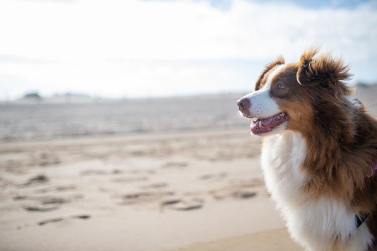 Dog on the sand